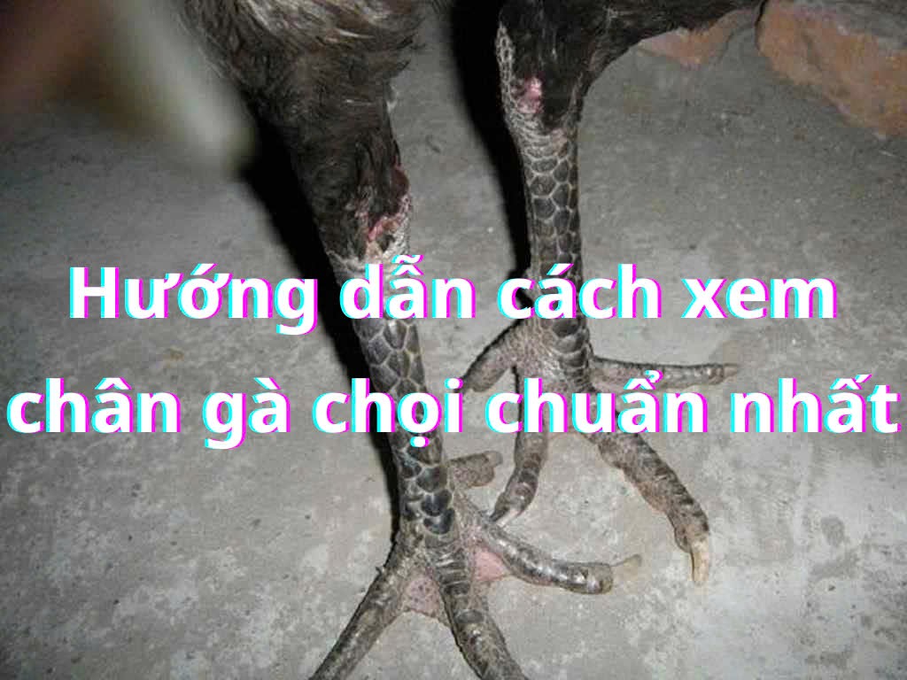 Xem chân gà chọi chuẩn phải dựa vào nhiều yếu tố